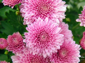 Chrysanthemum Flowers