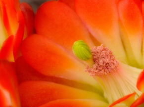 Claret Cup Cactus Blossom