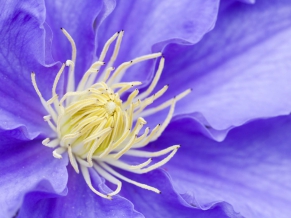 Clematis