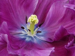 Close Up of a Purple Tulip