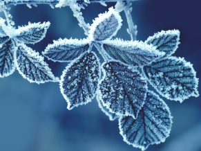 Cold Leaves