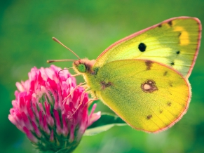 Colias hyale Butterfly