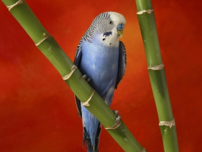 Colorful Budgerigar