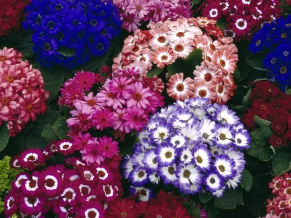 Colorful Cinerarias