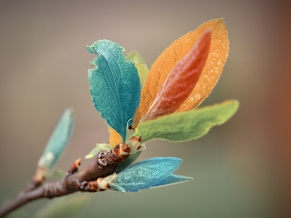 Colorful Leaves