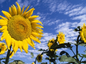 Colorful Sunflowers