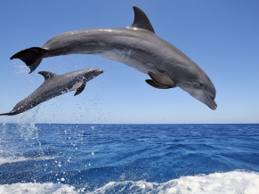 Common Bottlenose Dolphins