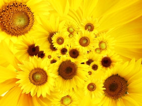 Cool Sunflowers