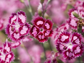 Cranberry Ice Dianthus