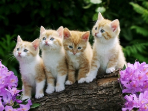 Curious Kittens