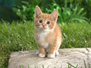 Curious Tabby Kitten