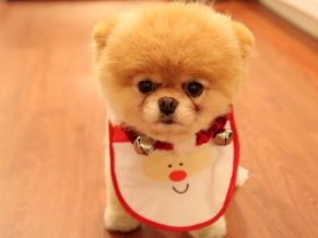 Cute Dog Christmas