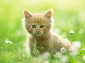 Cute Kitten