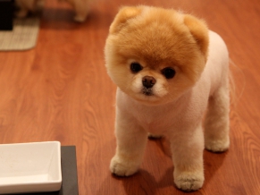 Cute Pomeranian Dog