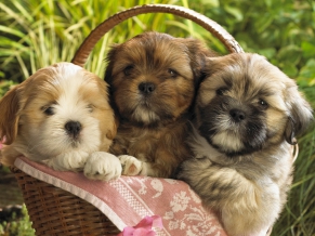 Cute Puppies 2