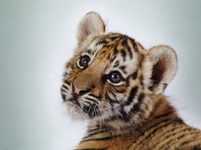 Cute Tiger Cub