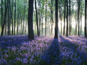 Dawn in Forest