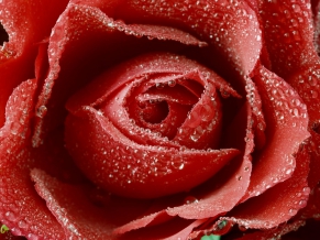 Dewy Red Rose