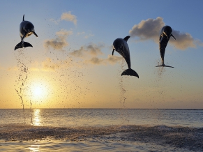 Dolphins in Bay Isls
