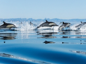 Dolphins in Sea