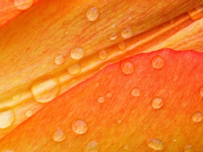 Drops on Flower Petals