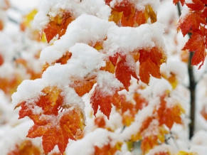 Early Snowfall