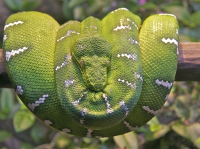 Emerald Tree Boa Snake