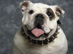 English Bulldog