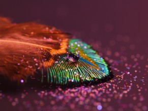 Feather Drop