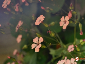 Flower Shades