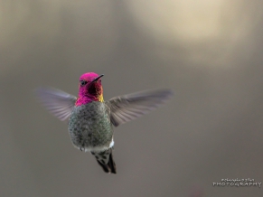 Flying Hummingbird