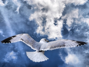 Fotogenova Bird Widescreen