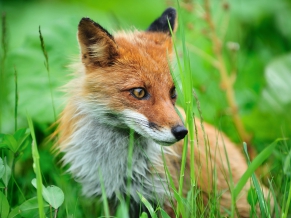 Fox