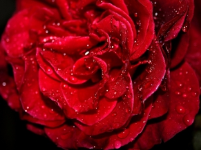 Fresh Red Rose