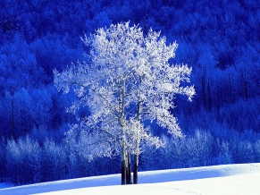 Frosted Aspen Tree