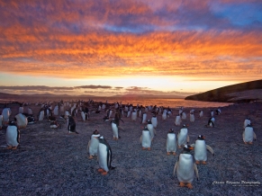 Gentoo Penguin Colony