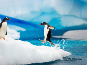 Gentoo Penguins Antarctica