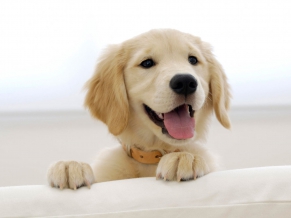 Golden Retriever Puppy