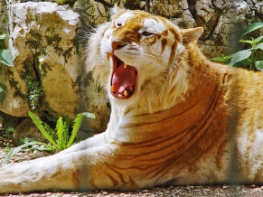 Golden Tiger