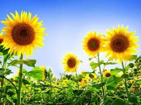 Gorgeous Sunflowers