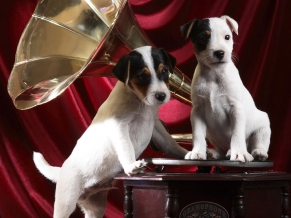 Gramophone Pups