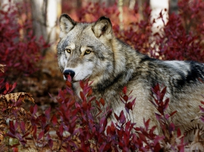 Gray Wolf