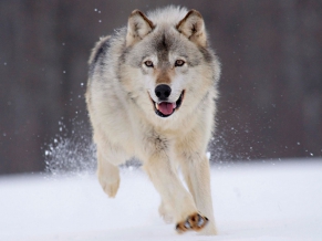 Gray Wolf Minnesota