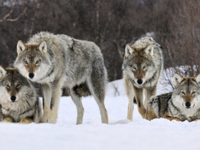 Gray Wolves Norway