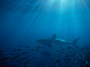 Great White Shark Australia