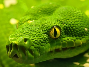 Green Anaconda
