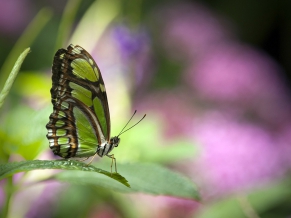 Green butterfly
