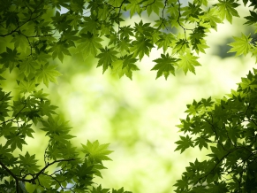Green Maple Leaves