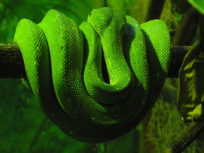 Green Snake