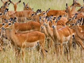 Herd of Female Impala Masai Mara Kenya